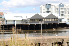 Phalacrocorax sulcirostris