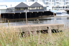 Phalacrocorax sulcirostris