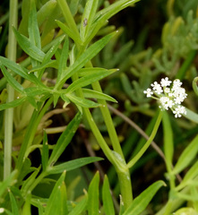 Berula erecta