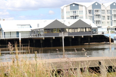 Phalacrocorax sulcirostris