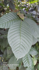 Sandoricum indicum