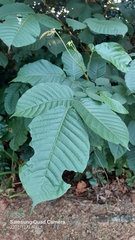 Sandoricum indicum