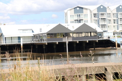 Phalacrocorax sulcirostris