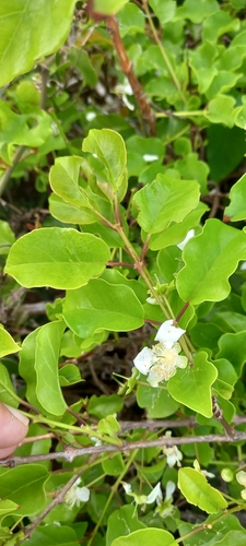 Image of Campomanesia xanthocarpa by (c) Fabrício Mil Homens Riella, some rights reserved (CC BY)