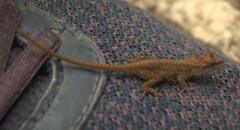 Anolis quercorum