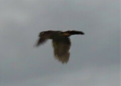 Micrastur semitorquatus