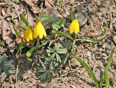 Fritillaria pudica