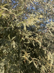 Prosopis pubescens