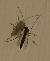 Diptera