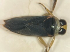 Notonecta lobata