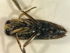 Notonecta lobata