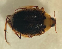 Peltodytes simplex
