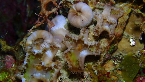 Sun Zoanthid