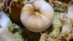 Palythoa grandis