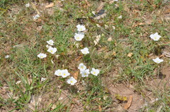 Nierembergia rigida