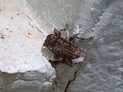 Plistonax difficilis