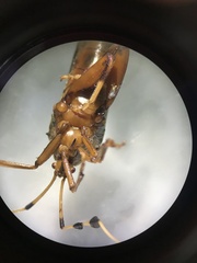 Spathophorini