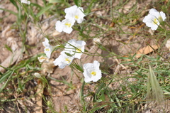 Nierembergia rigida