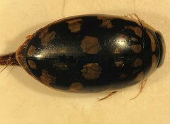 Thermonectus marmoratus