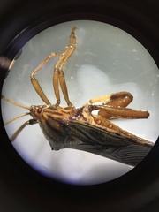 Spathophorini