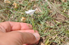 Nierembergia rigida