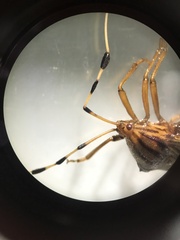 Spathophorini