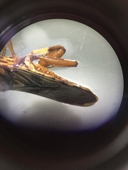 Spathophorini