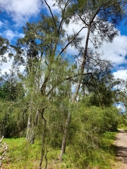 Casuarina glauca