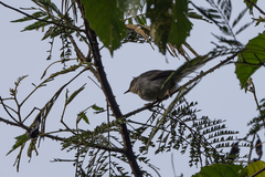 Apalis cinerea