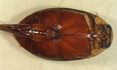 Thermonectus marmoratus