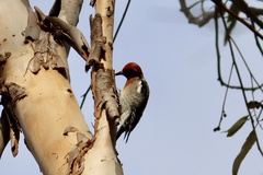Sphyrapicus ruber daggetti
