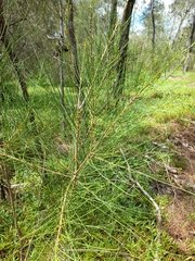 Casuarina glauca