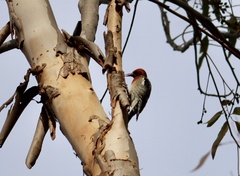 Sphyrapicus ruber daggetti