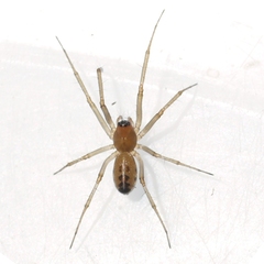 Linyphiinae