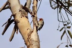 Sphyrapicus ruber daggetti