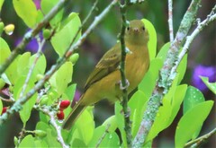 Mionectes oleagineus