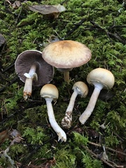 Agaricus smithianus