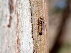 Dytomyia sordida