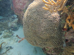 Montastraea cavernosa