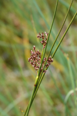 Juncus acutus