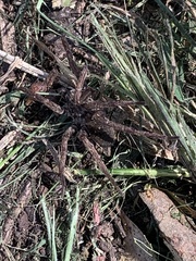 Mituliodon tarantulinus