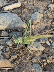Insara elegans