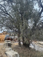 Juniperus scopulorum