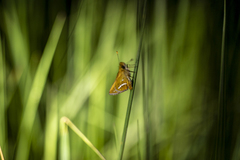 Taractrocera papyria
