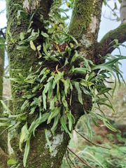 Lepisorus monilisorus