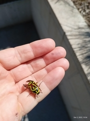 Eupoecila australasiae
