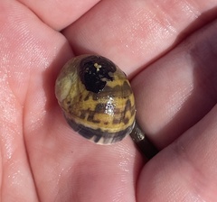 Nerita peloronta