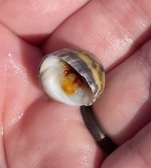 Nerita peloronta