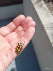 Eupoecila australasiae