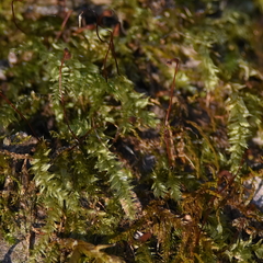 Rhynchostegium serrulatum